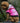 Cross-border pet supplies pet clothes dog clothes autumn and winter fur collar coat pet dog clothing